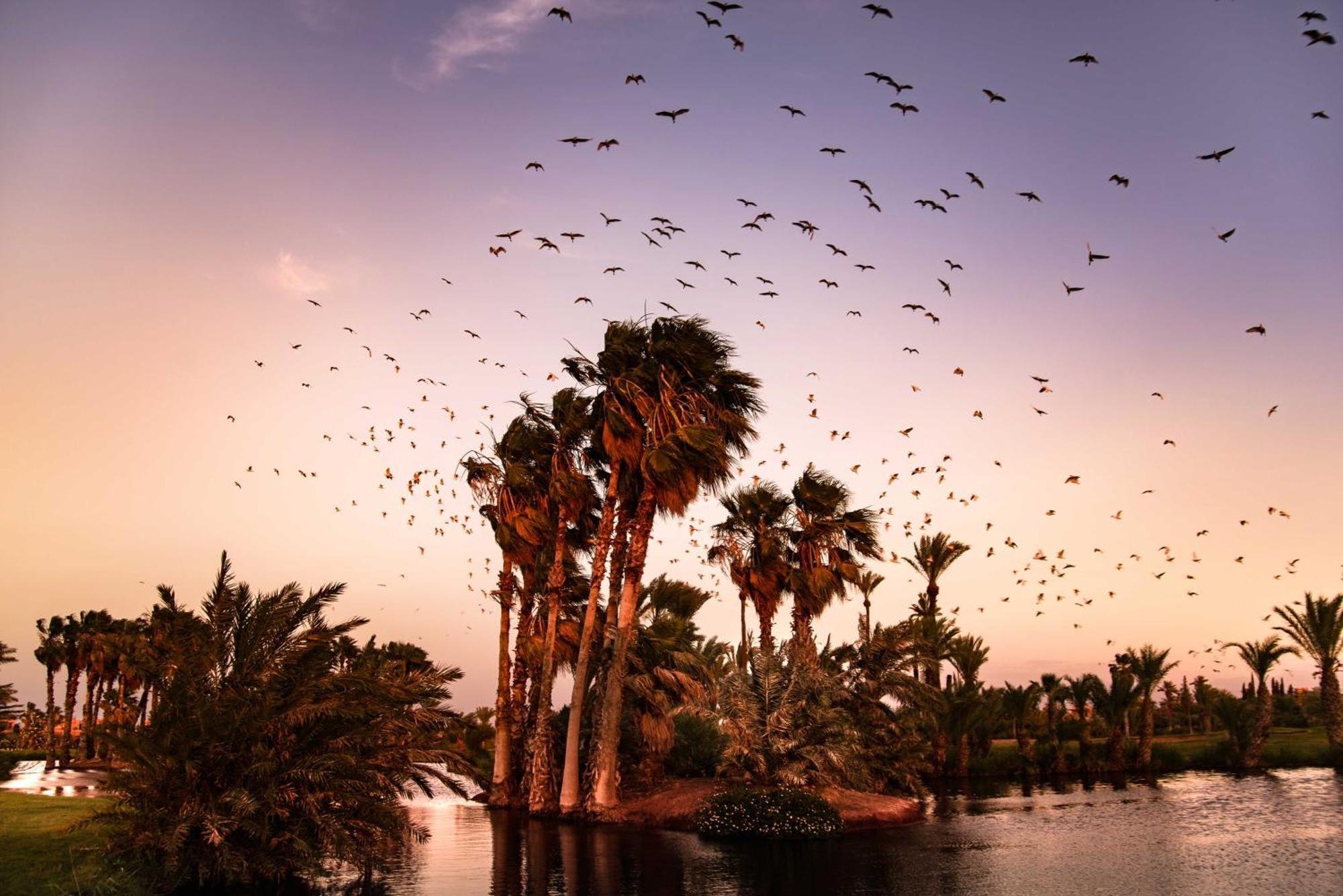 Pickalbatros Hotel Du Golf - Adults Friendly 16 Years Plus- All-Inclusive Marrakesch Exterior foto